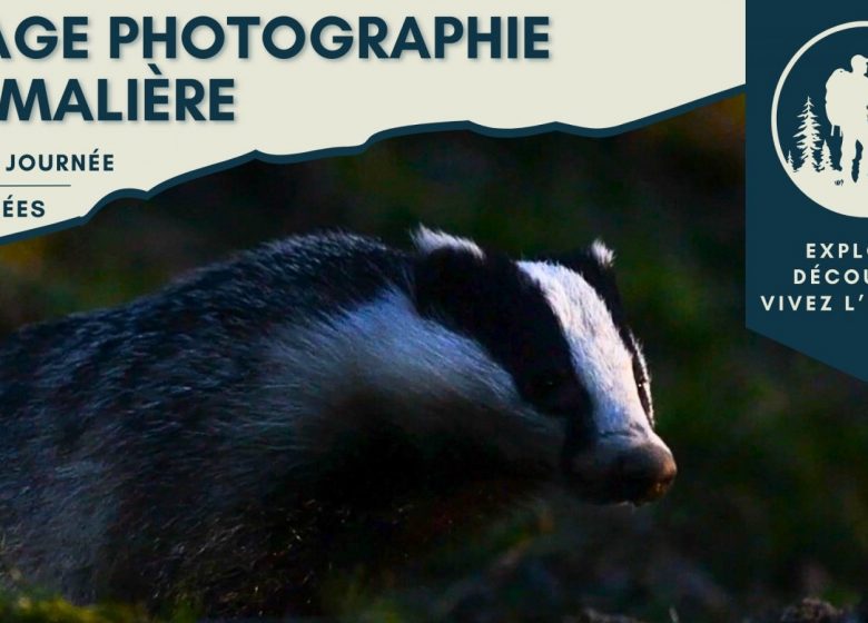 Wildlife photography course