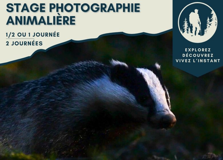 Stage photographie Animalière