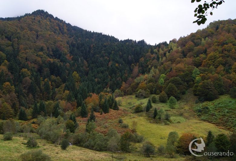 Forêt_Randonnées Nature Couserans Ariège Pyrénées.JPG