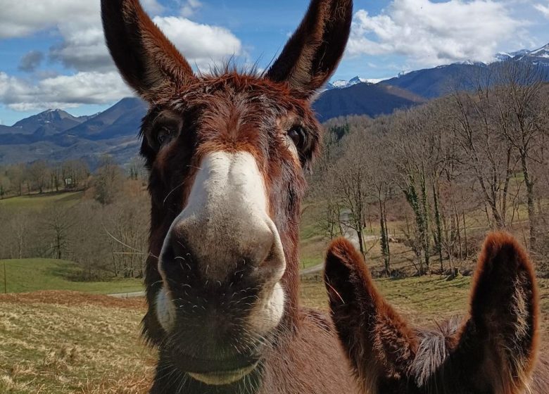 Au Tempo des Anes