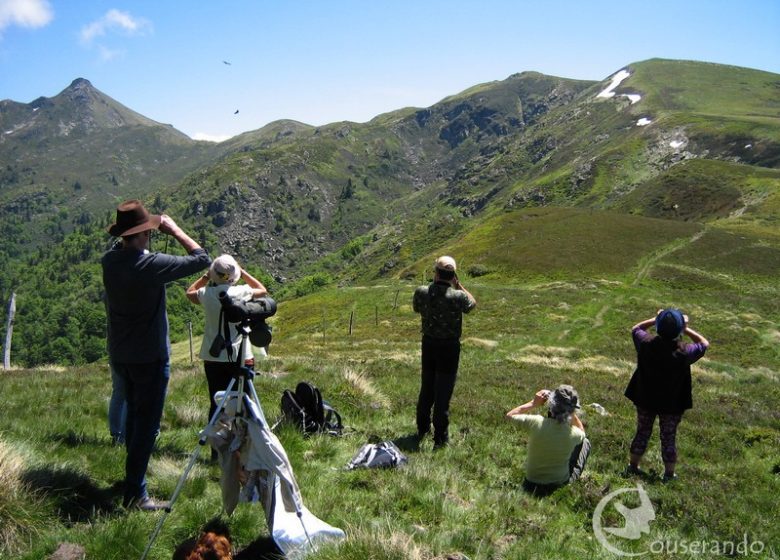 Observation_des_oiseaux_Randonnées_Nature_Ariège_Pyrénées.JPG