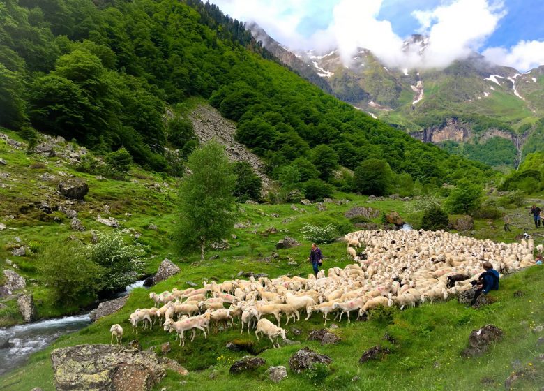 Transhumance au cirque de la Plagne