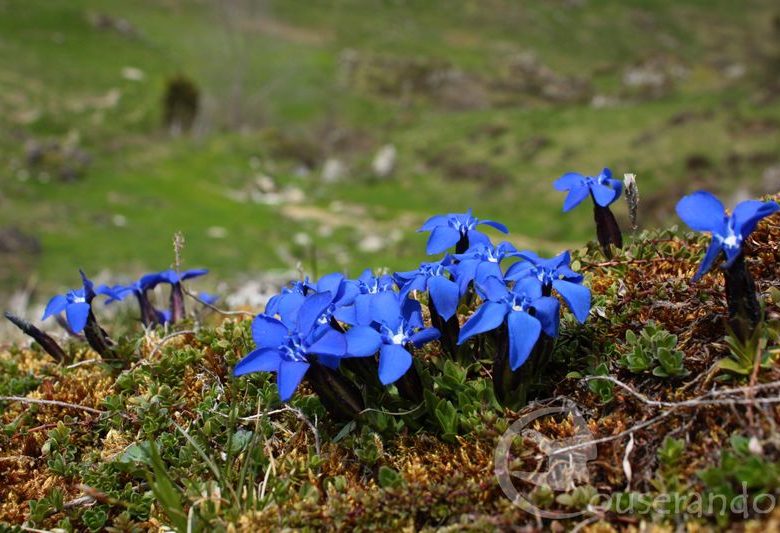 Gentiane_printanière_Randonnées_Nature_Ariège_Pyrénées.JPG