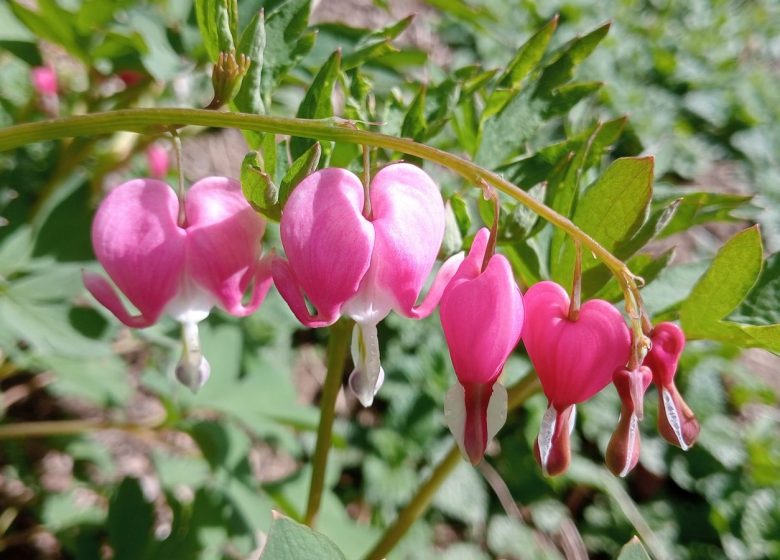 plusieurs floraisons atypiques au jardin