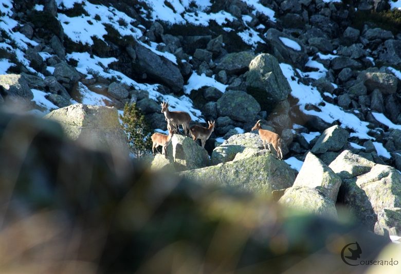 Bouquetin ibérique Randonnée Nature Ariège Pyrénées.JPG