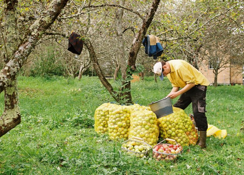 Les pommes au verger