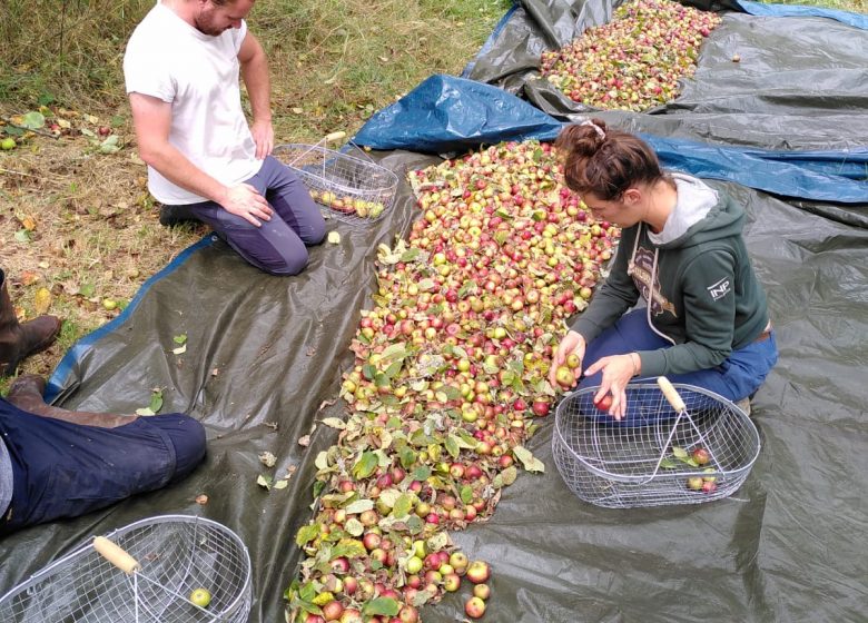 Le ramassage des pommes