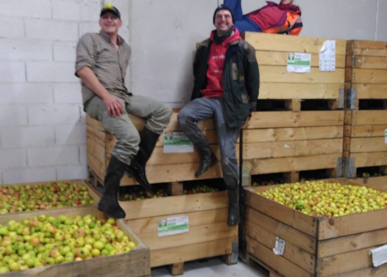 L’équipe pour trier les pommes