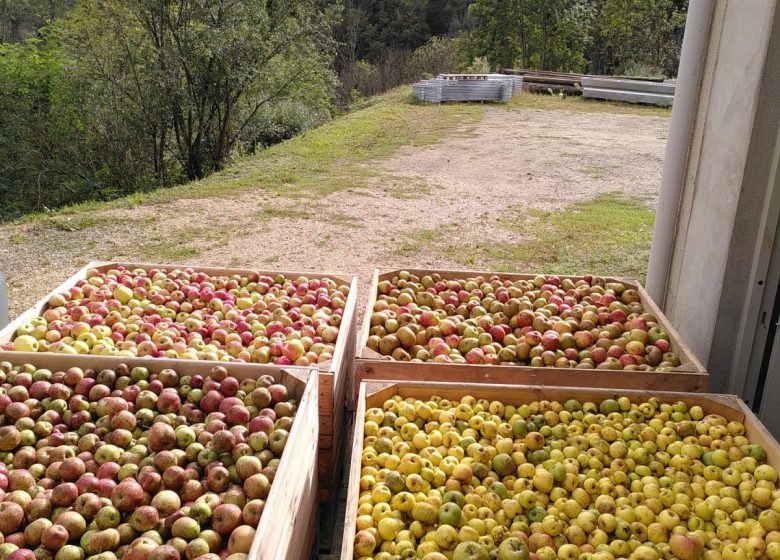 Les pommes à cidre